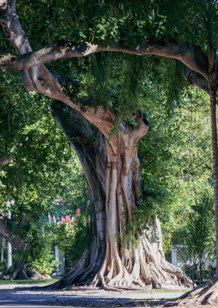 Ponce Park Wellness Center
